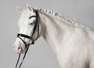 Image showing Riding Pony Schimmel white background