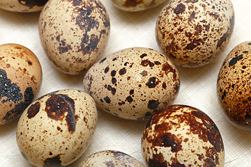 Image showing Quail eggs