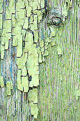 Image showing green tree bark texture background