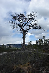 Image showing Dead tree on bedrock