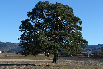 Image showing Old tree in middle of field