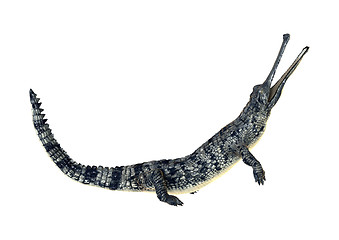 Image showing Gharial