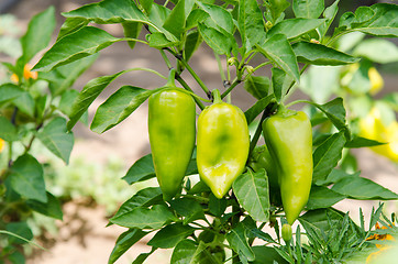 Image showing Fruits of pepper on the bush