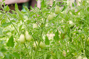 Image showing Thickets of tomatoes with green fruit is not ripe