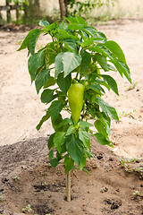 Image showing Bush pepper with fruits