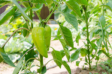 Image showing Bushes pepper on a bed at their summer cottage