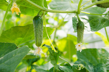 Image showing Fruits ripen in the greenhouse cucumbers