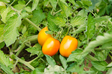 Image showing Ripened tomatoes on a bed