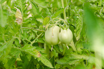 Image showing Shrubs are not ripe tomatoes with green fruit