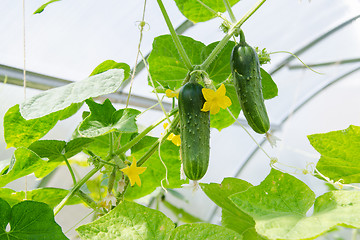 Image showing Flowers and fruits ripened cucumbers in the greenhouse