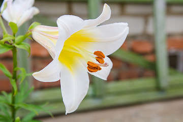 Image showing Lily flower on the dacha