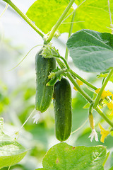 Image showing The fruit of cucumbers ripen on the branch