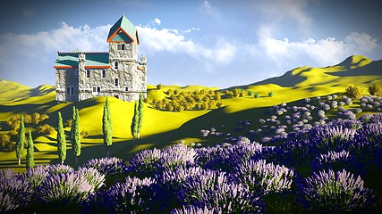 Image showing Lavender fields 