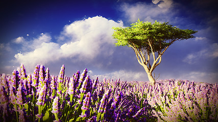 Image showing Lavender fields 