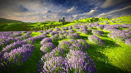 Image showing Lavender fields 