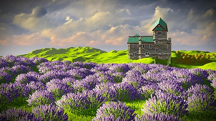 Image showing Lavender fields 