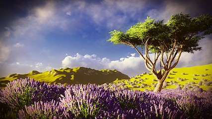 Image showing Lavender fields 