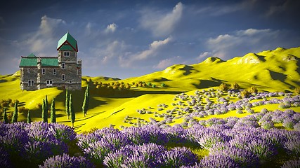 Image showing Lavender fields 