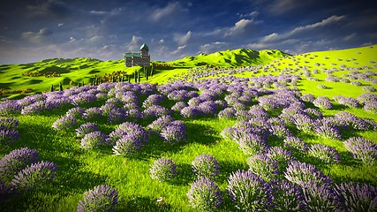 Image showing Lavender fields 