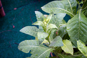 Image showing jasmine tobacco plant