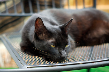 Image showing sleepy Havana Brown Cat resting on chair