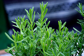 Image showing young lavender plant