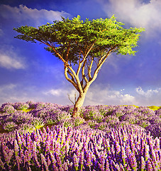 Image showing Lavender fields 