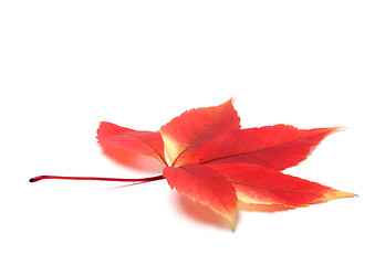 Image showing Red autumn virginia creeper leaves on white background with copy