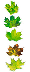 Image showing Letter I composed of multicolor maple leafs