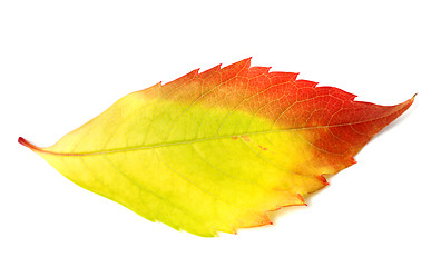 Image showing Multicolor autumn leaf from parthenocissus quinquefolia foliage