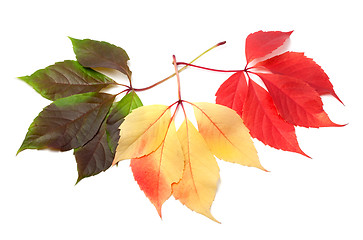 Image showing Three multicolor virginia creeper leafs 