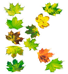 Image showing Letter K composed of multicolor maple leafs