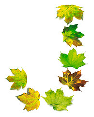 Image showing Letter J composed of multicolor maple leafs
