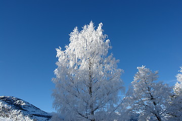 Image showing White birch tree with ice crystals