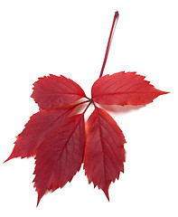 Image showing Dark-red autum virginia creeper leaf 