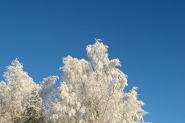 Image showing Frosty trees against blue sky