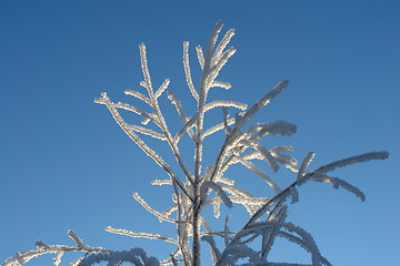 Image showing Sunlit treetop with ice crystals against blue sky