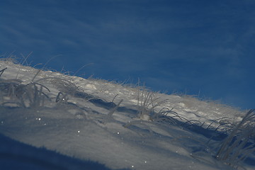 Image showing Frozen grass