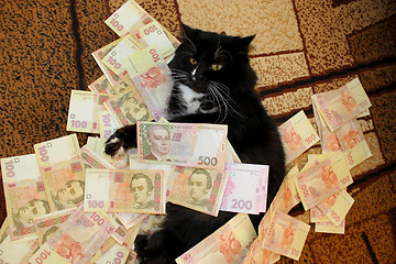 Image showing cat lying on the carpet with Ukrainian money