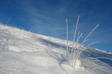 Image showing Straws with ice crystals