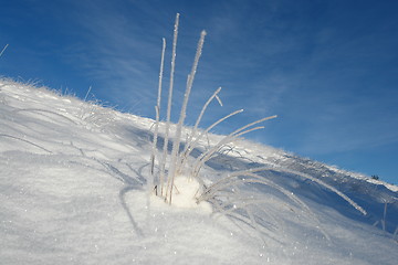 Image showing Straws with ice crystals