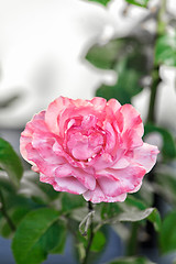 Image showing Single pink rose in a garden