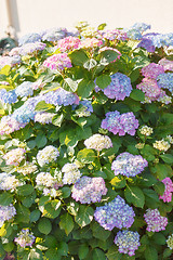 Image showing Flowering hydrangea shrub in sunshine