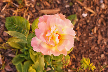 Image showing no Variegated pink and yellow rose