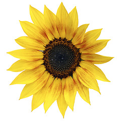 Image showing Sunflower