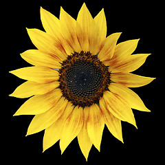 Image showing Sunflower