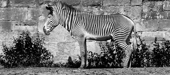 Image showing grevy zebra