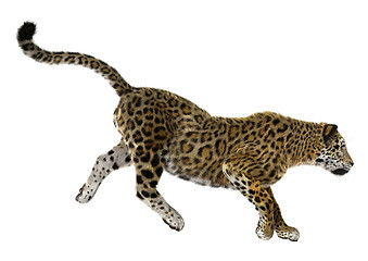 Image showing Big Cat Jaguar