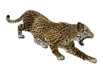 Image showing Big Cat Jaguar