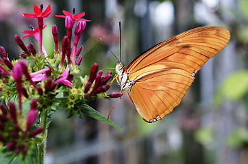 Image showing butterfly Dryas Julia on a flower 